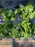 Basil