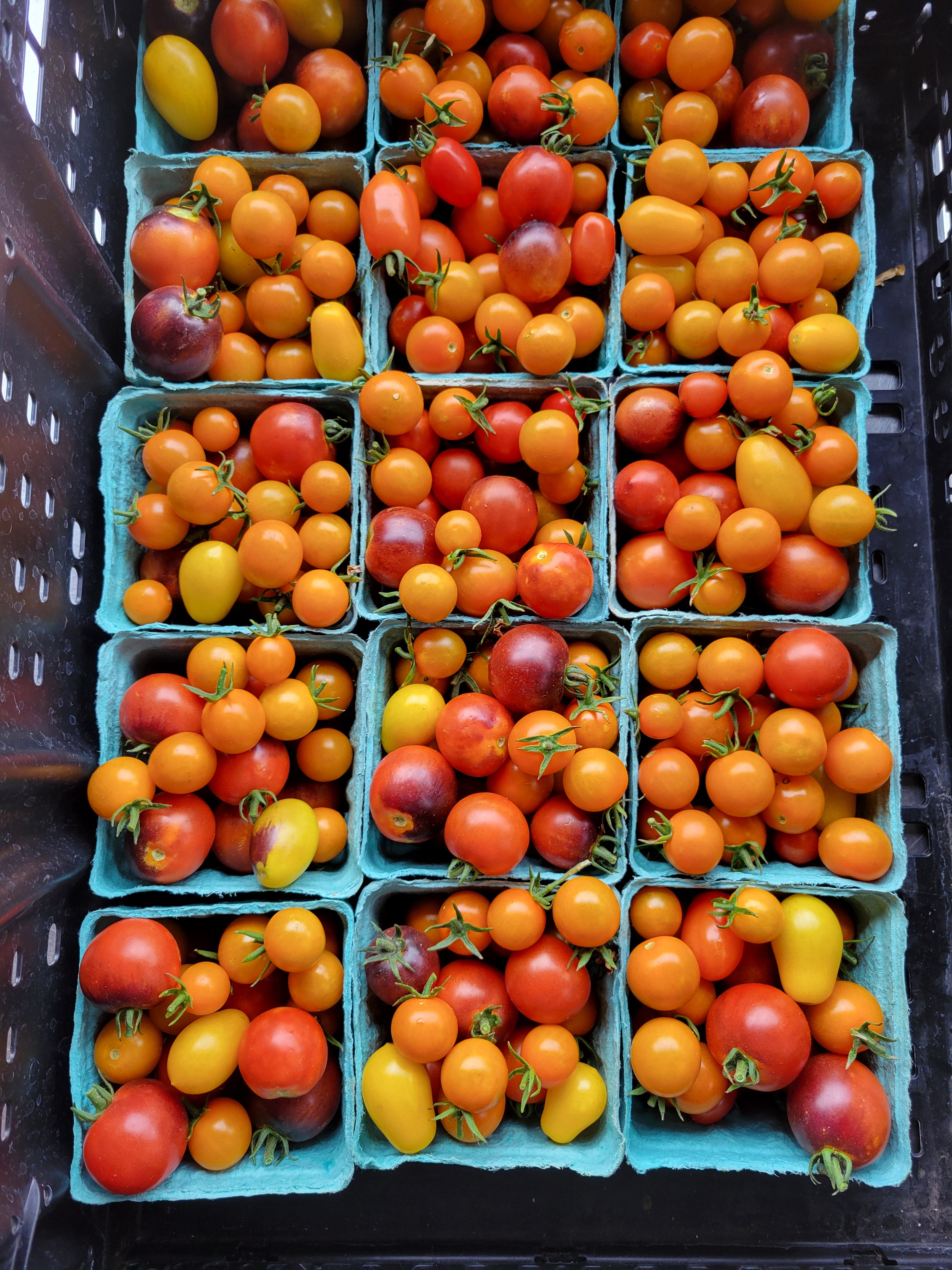 Mixed Cherry Tomatoes