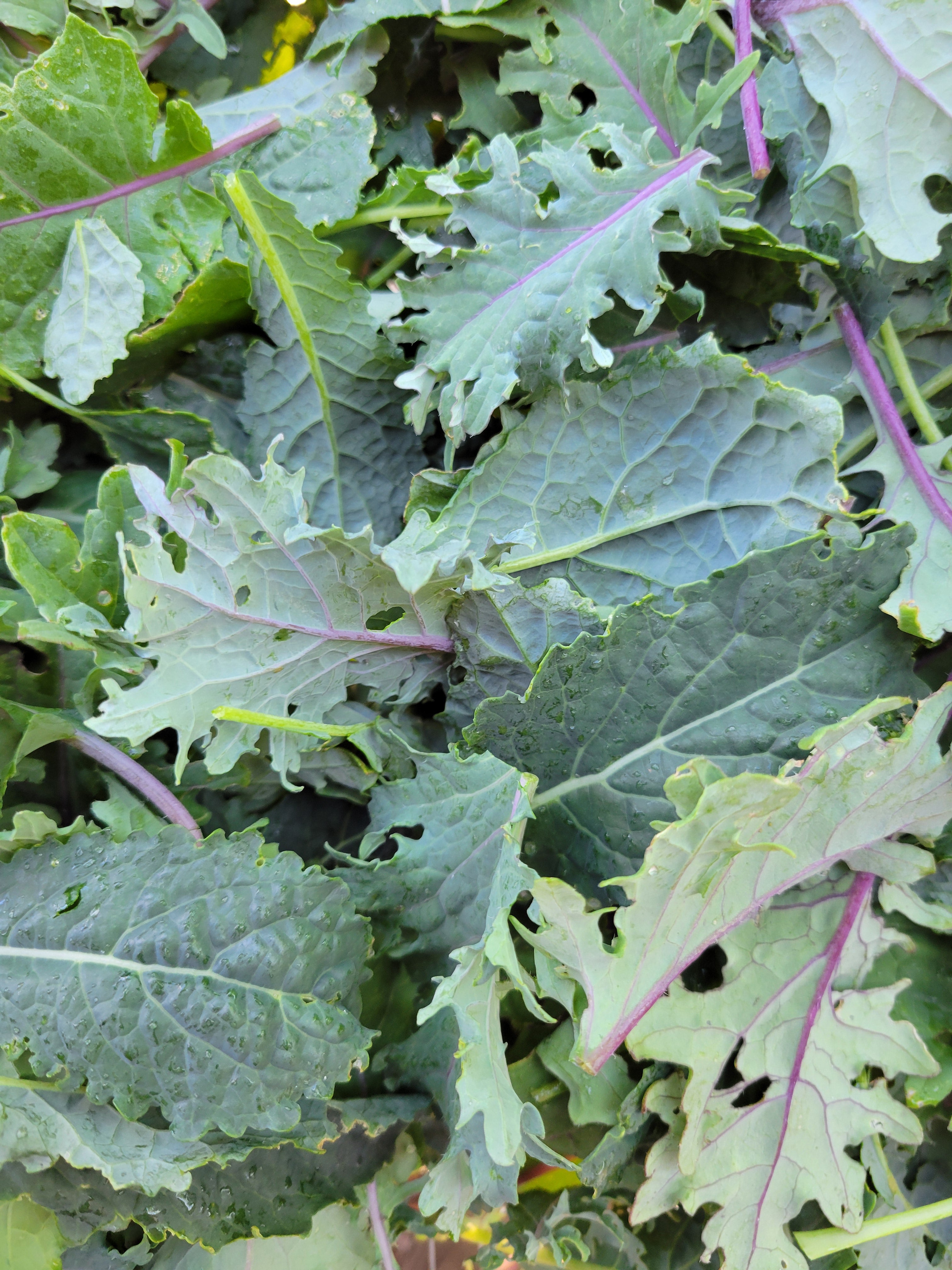Baby Kale