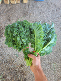 Green Kale, bunched