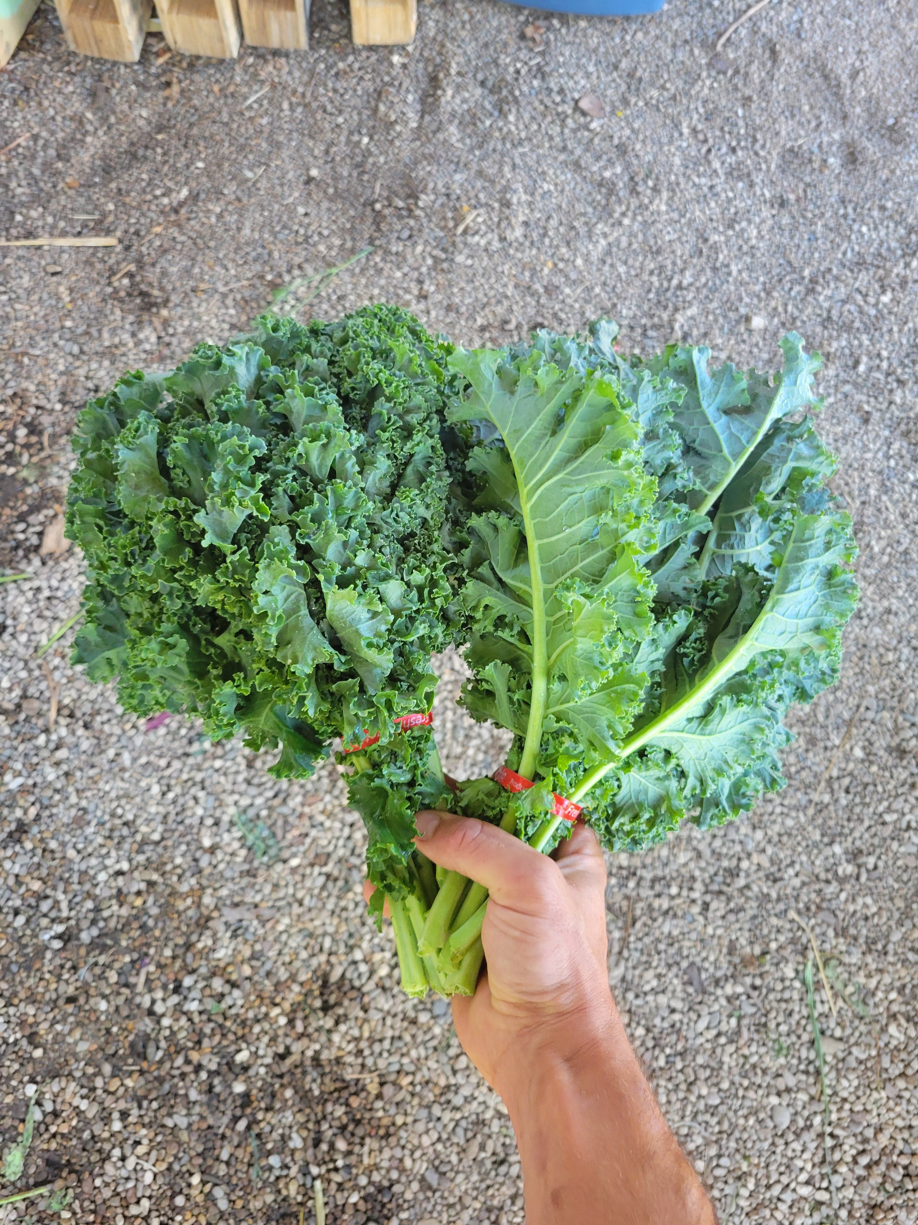 Green Kale, bunched