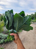 Lacinato Kale