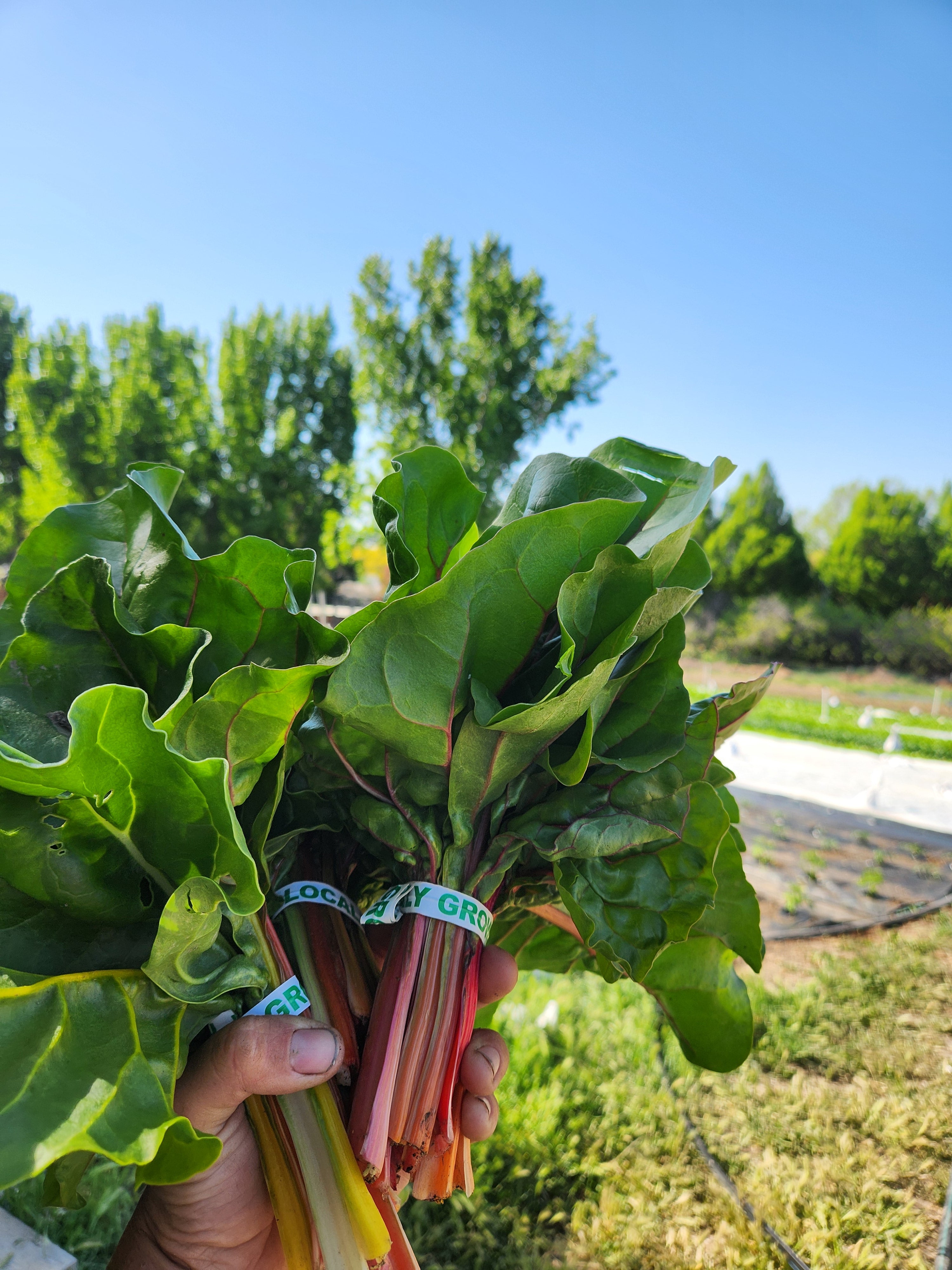 Rainbow Swiss Chard
