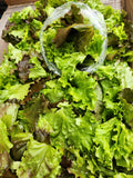 Salad Mix
