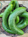 Cucumber