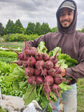 Bunch Beets
