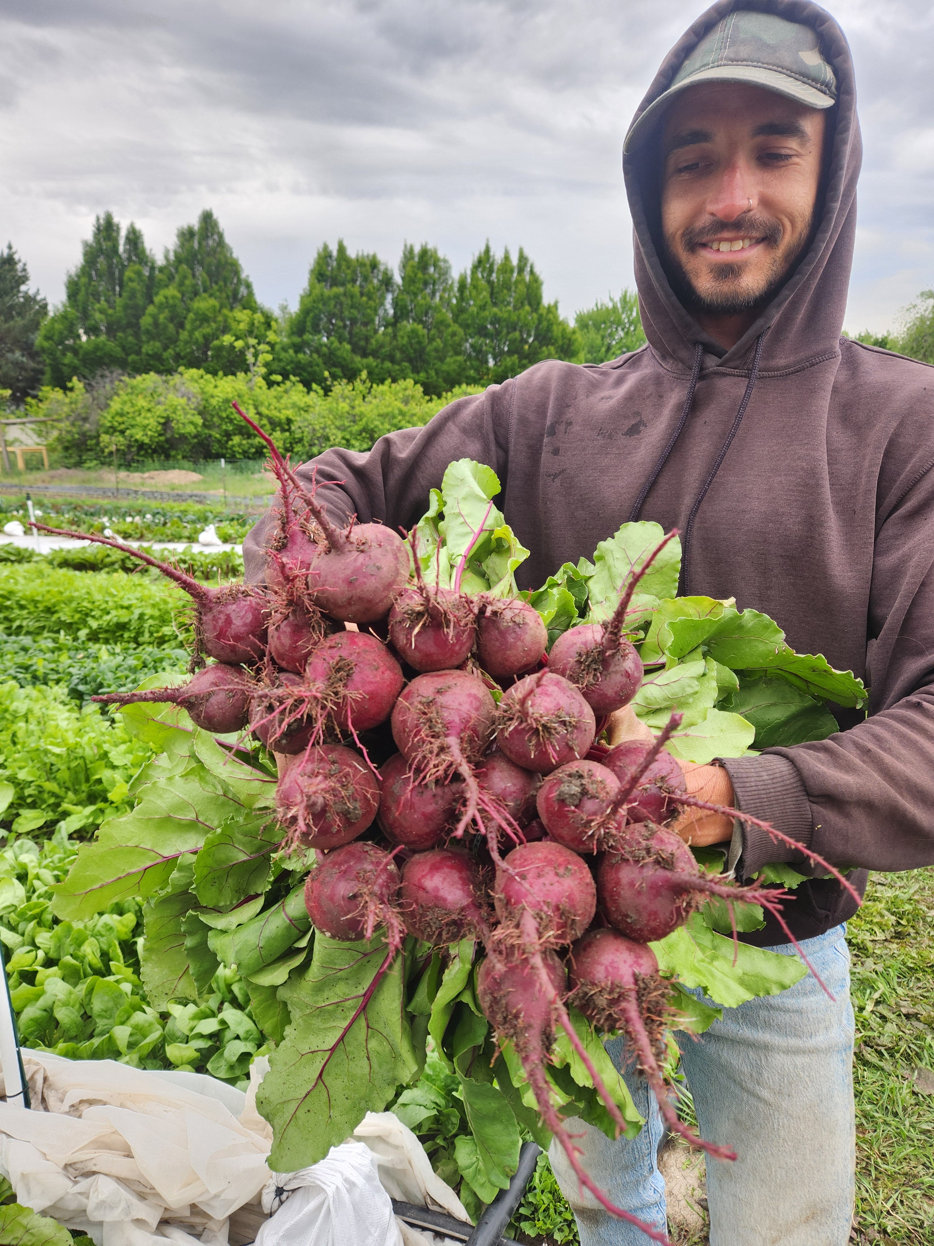 Bunch Beets