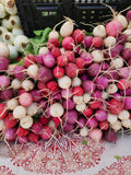 Easter Egg Radish
