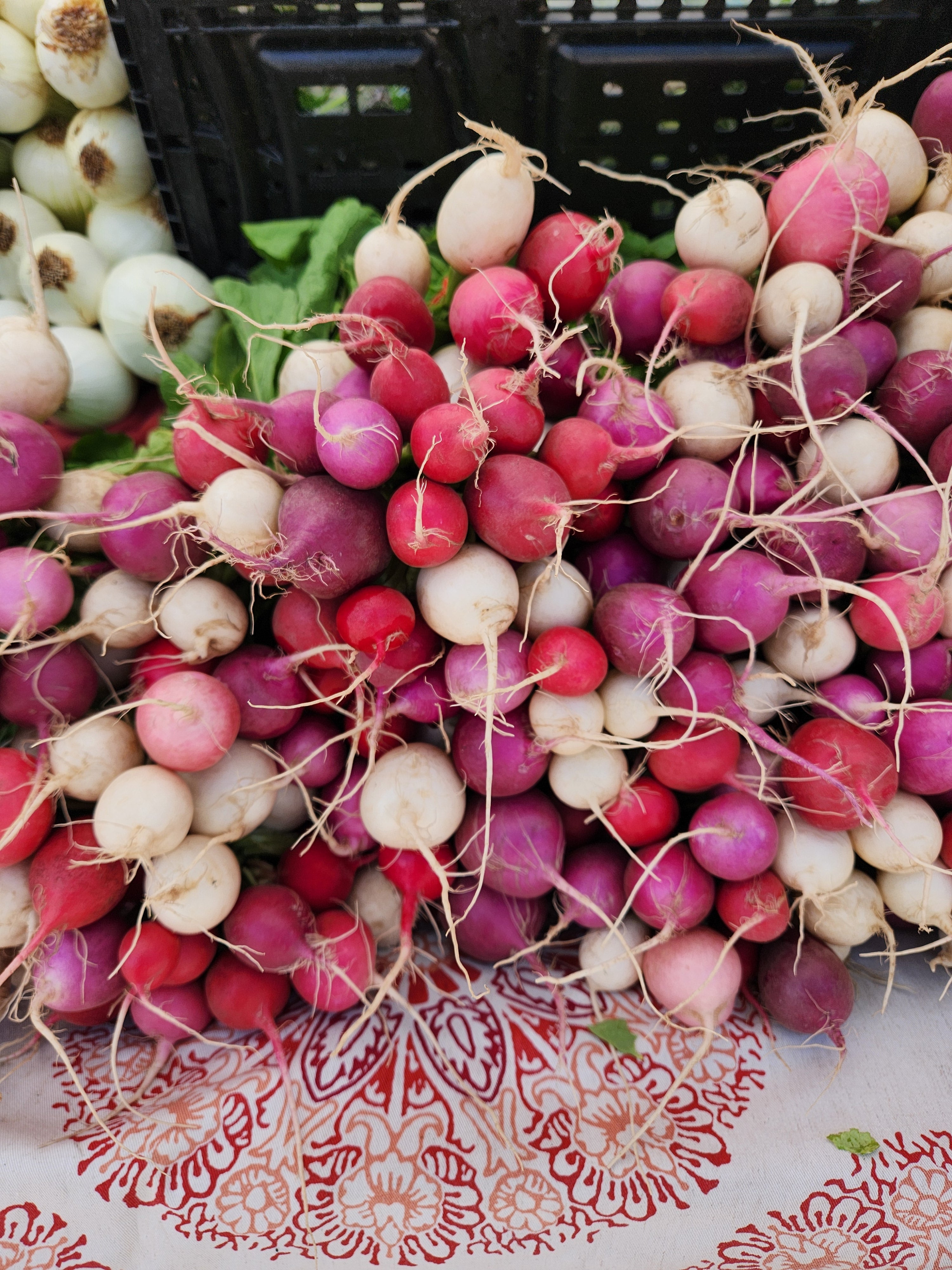 Easter Egg Radish