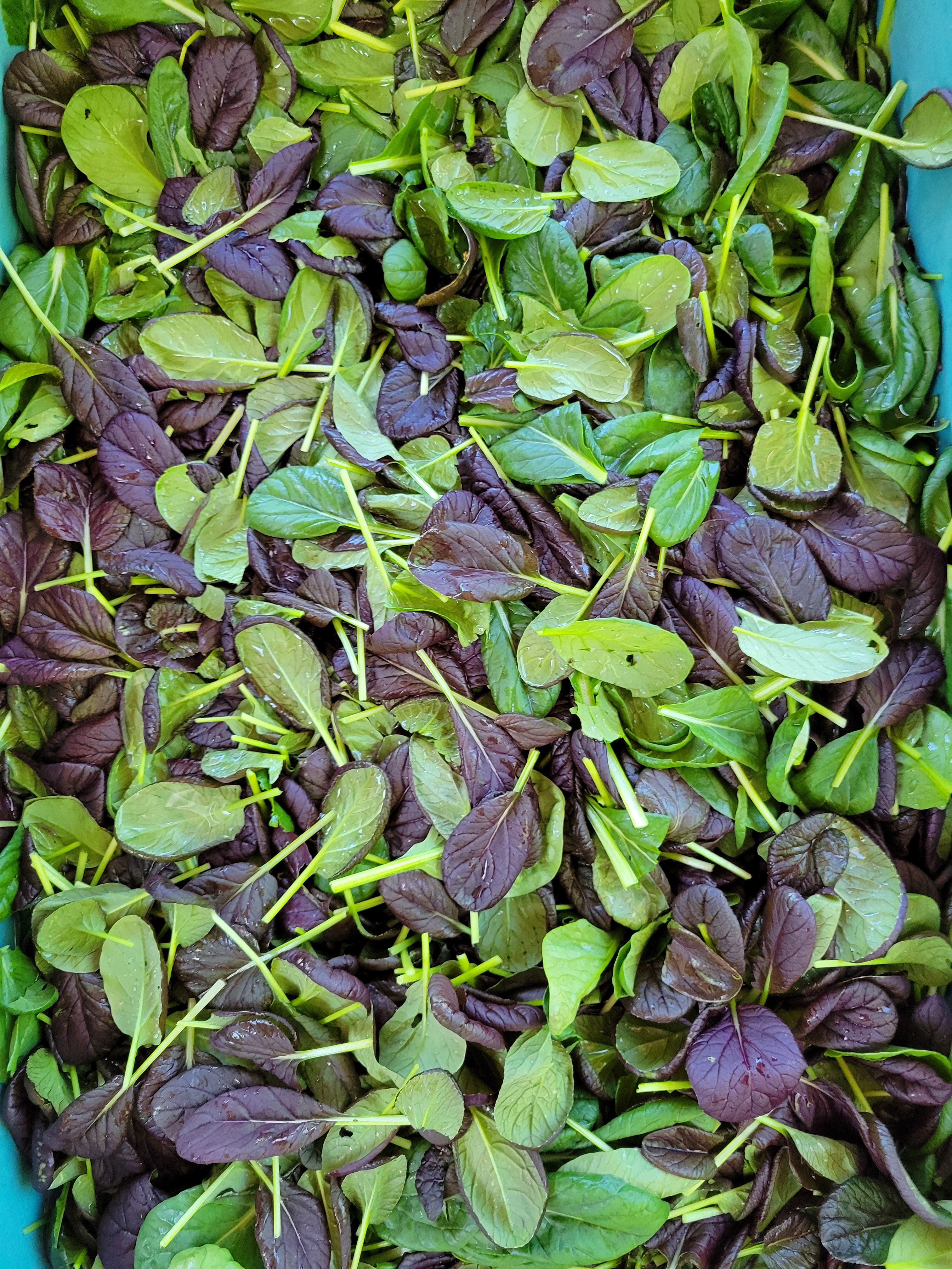 Tatsoi